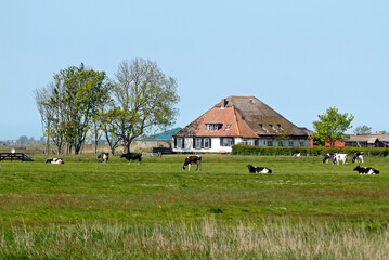 Ferme; Vache; race Prim holstein pie noire; Ile Texel; Pays Bas