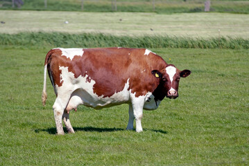 Vache, race Prim holstein pie rouge