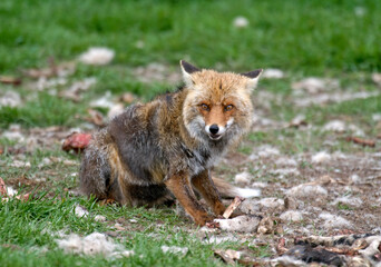 Renard roux; vulpes vulpes