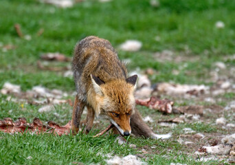 Renard roux; vulpes vulpes