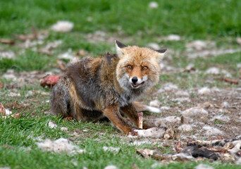 Renard roux; vulpes vulpes