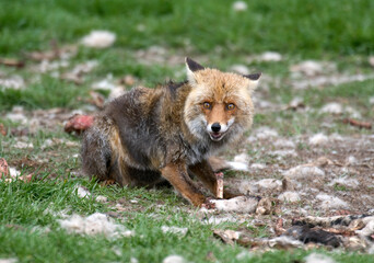 Renard roux; vulpes vulpes
