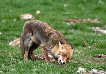 Renard roux; vulpes vulpes