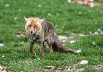 Renard roux; vulpes vulpes