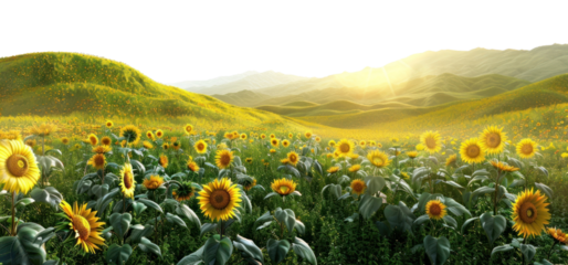 PNG Sunflower field under golden sunlight