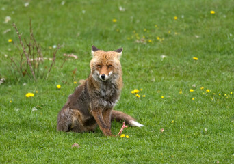 Renard roux; vulpes vulpes