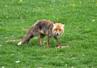 Renard roux; vulpes vulpes