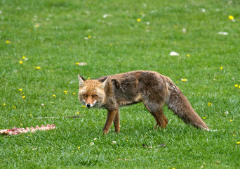 Renard roux; vulpes vulpes