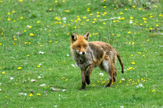 Renard roux, maladie , gale; vulpes vulpes