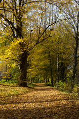 Autumn nature with trees and yellow fallen leaves landscape