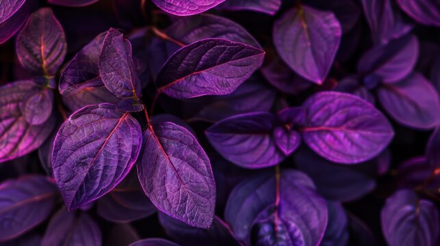 closeup nature view of purple leaf background. Flat lay, dark nature concept, tropical leaf