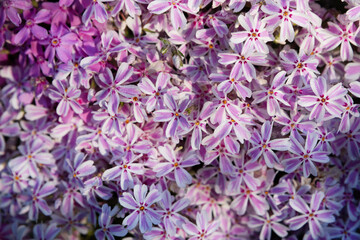 summer natural background pink flowers top view