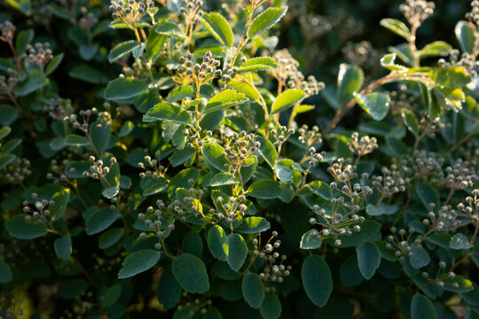 Reeves Spirea
