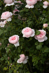 pink rose close up green background flowers bed