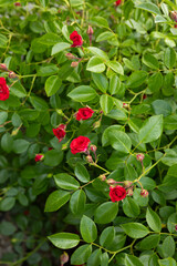 small red roses bloom on a bush flowers summer garden