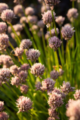 allium schoenoprasum flowers outdoor  sunny weather