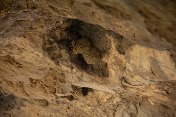 Interesting colonies in the ceiling of Karaftu cave in Kurdistan province of Iran