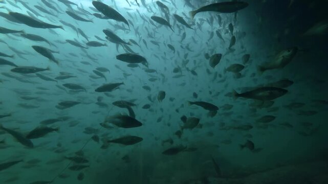 Large school of Cod fish floats in shallow water on shore zone, Slow motion, Close-up, the Black cod fish or Smallscaled Cod (Notothenia microlepidota) at spawning run
