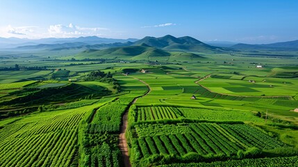 Fototapeta premium 5. Bird's-eye perspective of a sprawling agricultural landscape, featuring neatly divided fields of various crops, winding dirt roads, and a few scattered farmhouses under a clear, bright sky