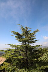 pine tree on the hill 
