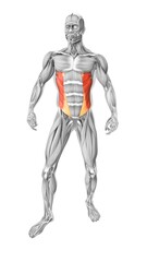 External oblique muscles in the human muscular system