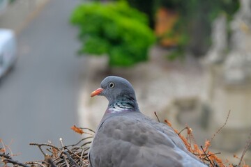 Dove in a nest in a flower box outside the window. Dove sits in a nest outside a window. Pigeons in the town