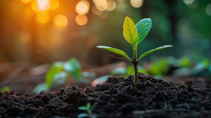 Close-up of a young green plant sprouting from rich, dark soil with sunlight filtering through the background.