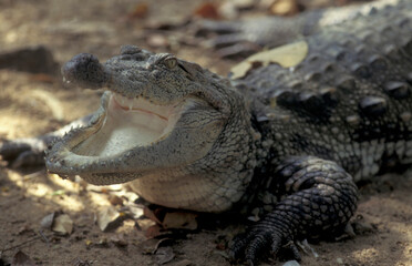 INDIA KARNATAKA MYSORE ZOO