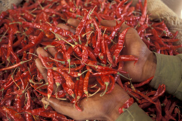 INDIA KARNATAKA MYSORE MARKET