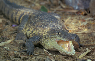 INDIA KARNATAKA MYSORE ZOO