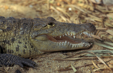 INDIA KARNATAKA MYSORE ZOO