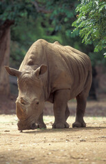 Obraz premium INDIA KARNATAKA MYSORE ZOO