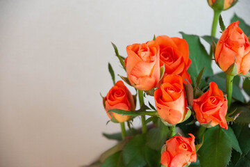 トロピカルアマゾン