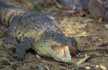 Obraz premium INDIA KARNATAKA MYSORE ZOO