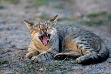 Photo of tabby cat lying and yawning