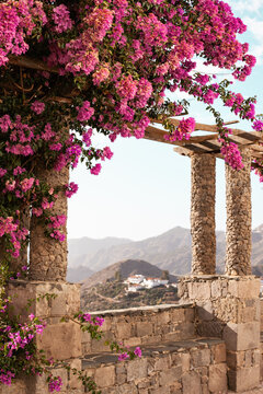 pink bougainvillea flowers in the garden with a panoramic view on scenic mountains village Tejeda with white houses on Gran Canaria island, Canary Islands, Spain. Travel tourism destination