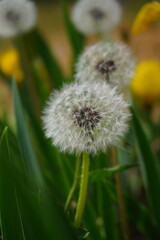 dandelions