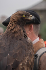 Portrait d'un aigle pendant une chasse