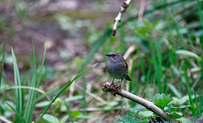 Dunnocks feeding in the woods