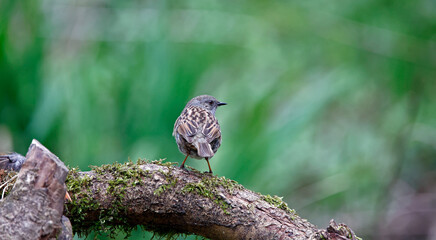 Dunnocks feeding in the woods