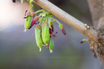 Close up of starfruit Vegetable with the scientific name Averrhoa Bilimbi. It is very useful for preventing hypertension and also for treating acne. Landscape view
