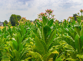 Tobacco plantation in Poland ..
