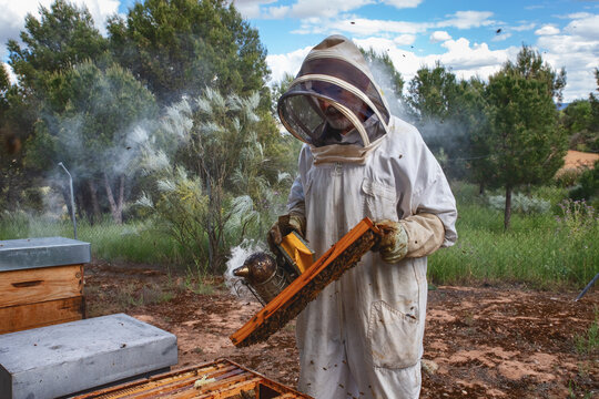 Beekeeper using smoker in an open air apiary