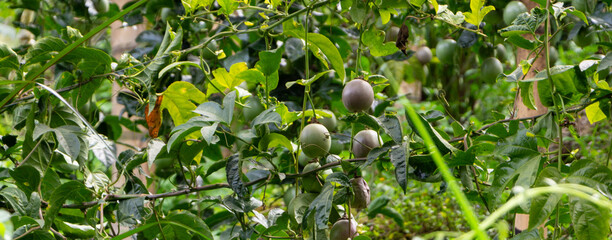 The tamarillo (Solanum betaceum) is an egg-shaped edible fruit. It is also known as the tree tomato, tomate de arbol, tomate andino, tomate serrano, blood fruit, tomate de yuca and Dutch eggplant.