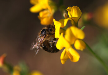 close-Up of a bee on a yellow flower, a bee using its proboscis, bright yellow flower, vivid yellow petals,  bees in our ecosystem