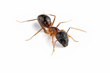 Banded Sugar Ant (Camponotus consobrinus) closeup isolated on white background