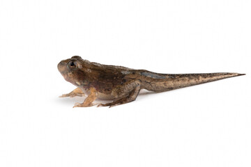 Fejervarya cancrivora froglet isolated on white backkground, Fejervarya cancrivora froglet