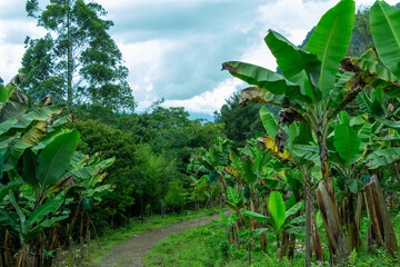 Banana trees. Banana crops in Jardin, Jardín, Antioquia, Colombia.