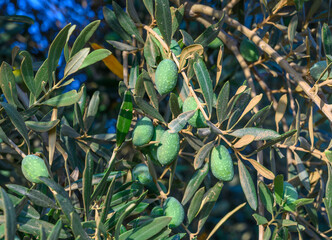 Olive tree branch with green olives