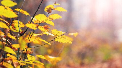 A picturesque corner of the forest with yellow autumn leaves on a tree branch on a sunny day